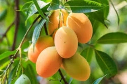 Mercer Red Mangos